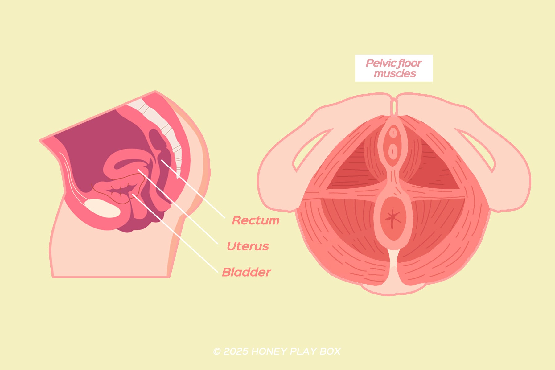 pelvic floor dysfunction