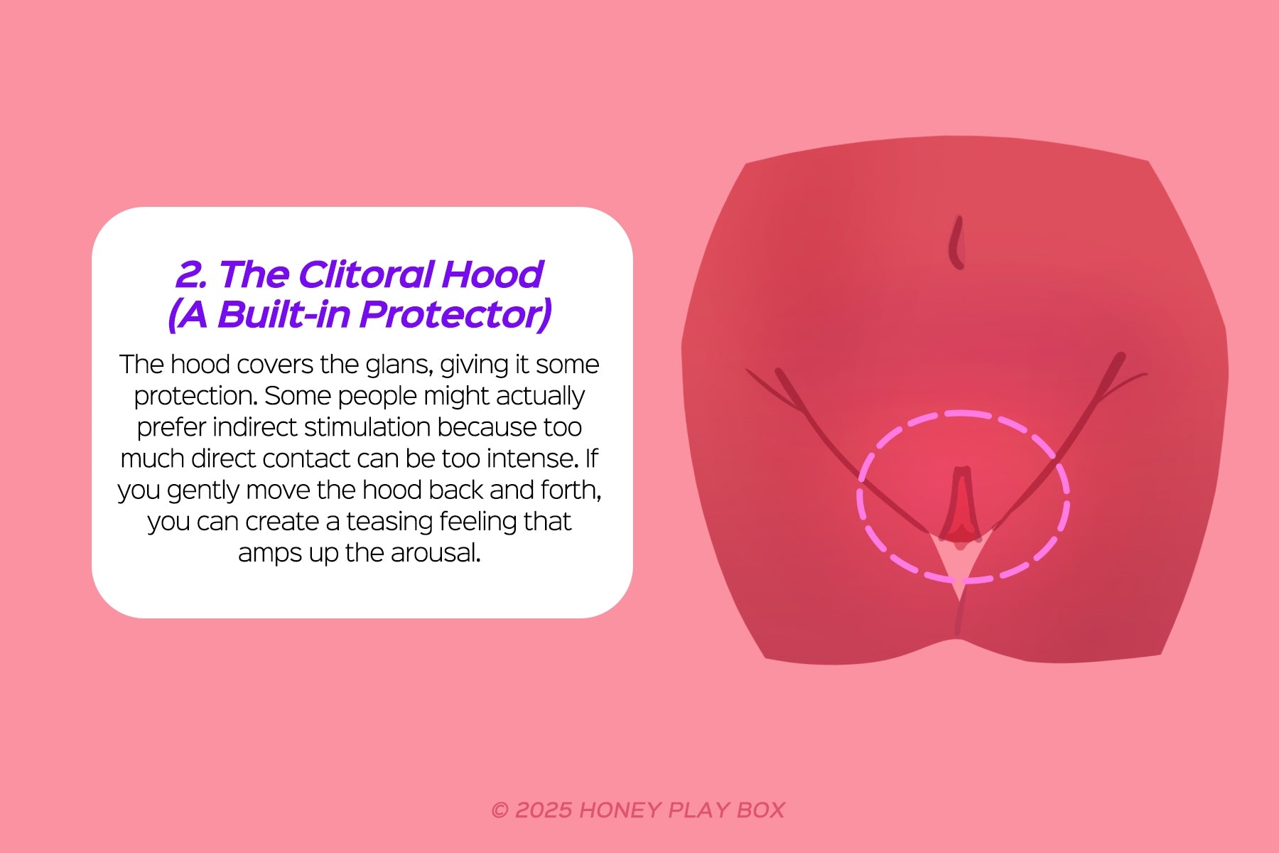 The Clitoral Hood